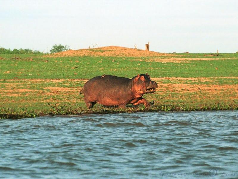 River Hippo (Hippopotamus amphibius){!--하마-->; DISPLAY FULL IMAGE.