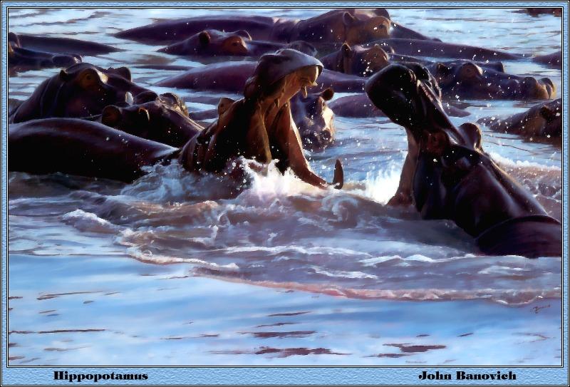 [Animal Art] River Hippos (Hippopotamus amphibius){!--하마--> - by John Banovich; DISPLAY FULL IMAGE.