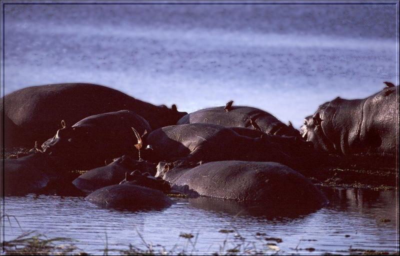 River Hippos (Hippopotamus amphibius){!--하마-->; DISPLAY FULL IMAGE.