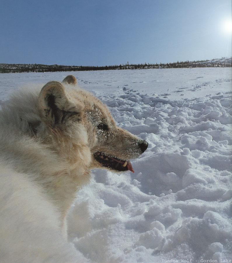 Arctic Wolf (Canis lupus arctos) {!--북극이리, 북극늑대-->; DISPLAY FULL IMAGE.