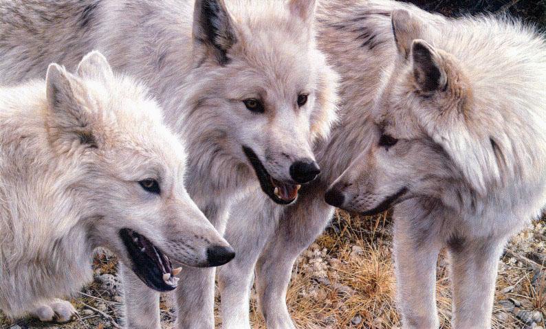 Arctic Wolves (Canis lupus arctos) {!--북극이리, 북극늑대-->; DISPLAY FULL IMAGE.