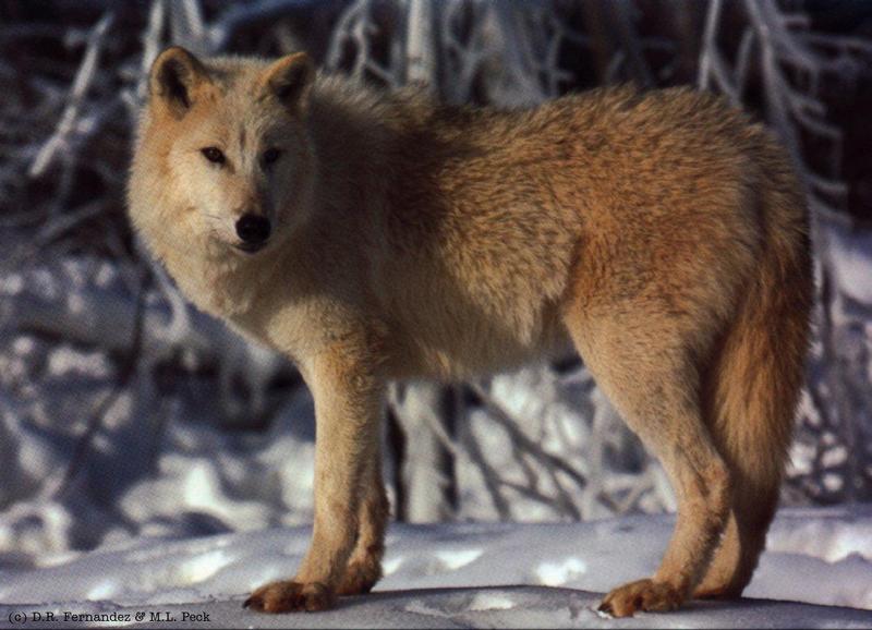 Arctic Wolf (Canis lupus arctos) {!--북극이리, 북극늑대--> in snow; DISPLAY FULL IMAGE.