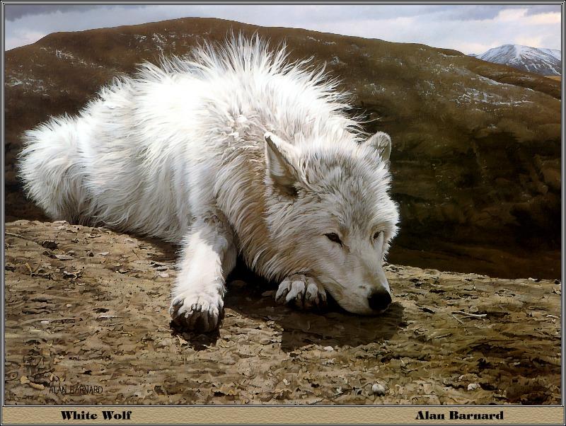 [Animal Art] Arctic Wolf (Canis lupus arctos) {!--북극이리,북극늑대--> - by Alan Barnard; DISPLAY FULL IMAGE.