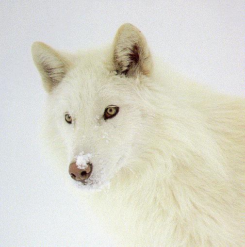 arctic wolf husky mix
