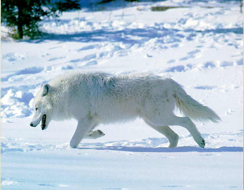 Arctic Wolf (Canis lupus arctos) {!--북극이리, 북극늑대-->; DISPLAY FULL IMAGE.