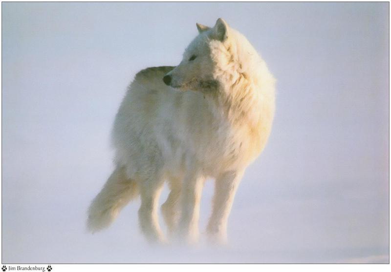 Jim Brandenburg: Brother Wolf 1998 calendar - Arctic Wolf; DISPLAY FULL IMAGE.