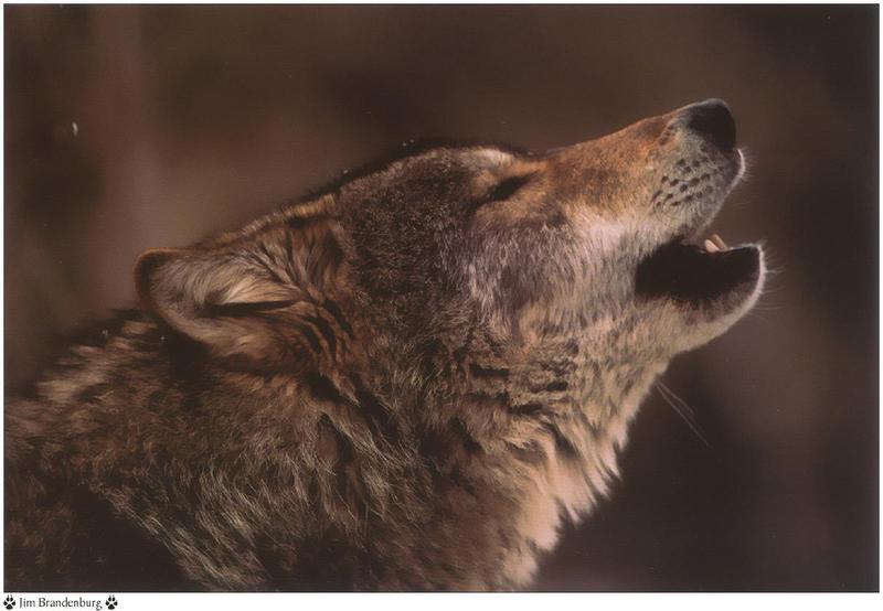 Jim Brandenburg: Brother Wolf 1998 calendar - Gray Wolf; DISPLAY FULL IMAGE.