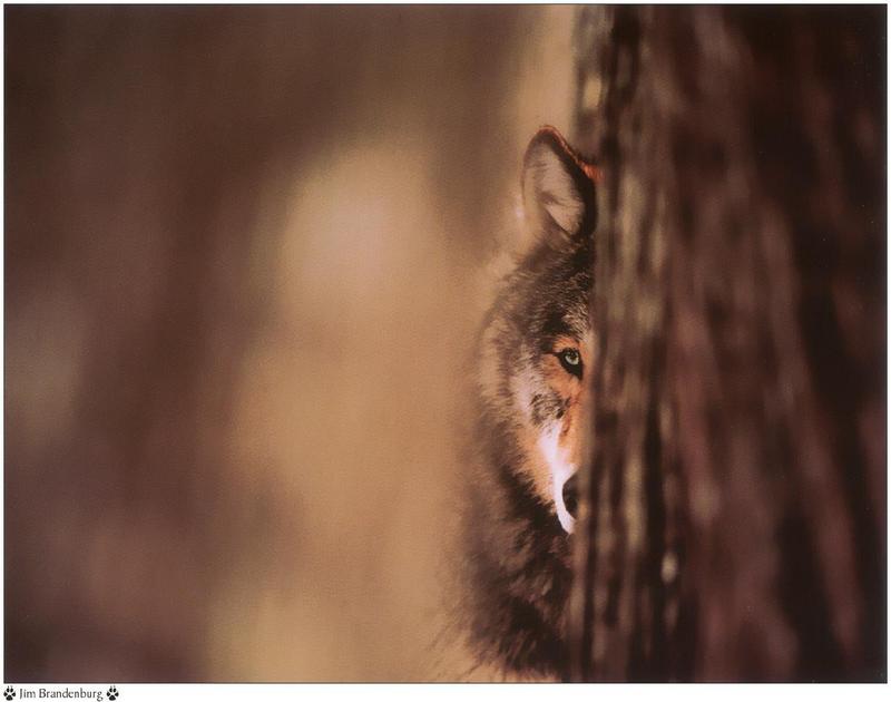 Jim Brandenburg: Brother Wolf 1998 calendar - Gray Wolf; DISPLAY FULL IMAGE.