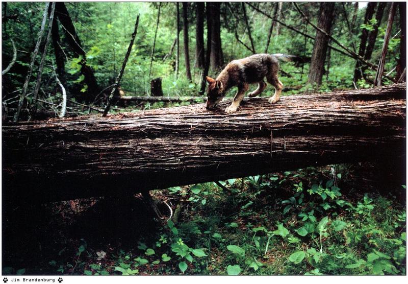 Jim Brandenburg: Brother Wolf 1998 calendar - Gray Wolf pup; DISPLAY FULL IMAGE.