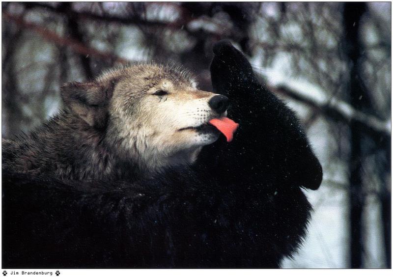 Jim Brandenburg: Brother Wolf 1998 calendar - Gray wolf and black wolf; DISPLAY FULL IMAGE.