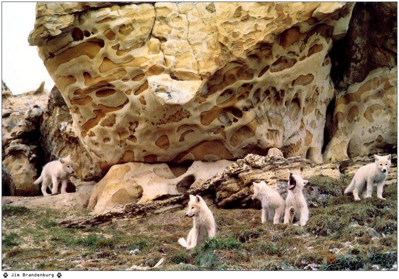 Jim Brandenburg: Brother Wolf 1998 calendar - Arctic Wolf pups; DISPLAY FULL IMAGE.