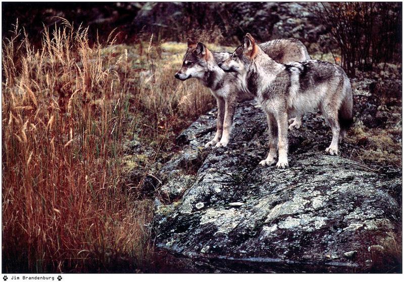 Jim Brandenburg: Brother Wolf 1998 calendar - Gray Wolves; DISPLAY FULL IMAGE.