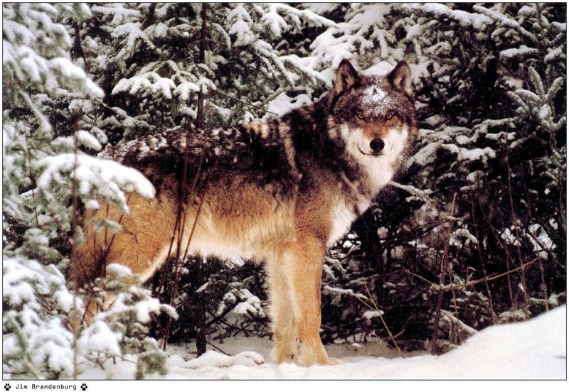 Jim Brandenburg: Brother Wolf 1998 calendar - Gray Wolf; DISPLAY FULL IMAGE.