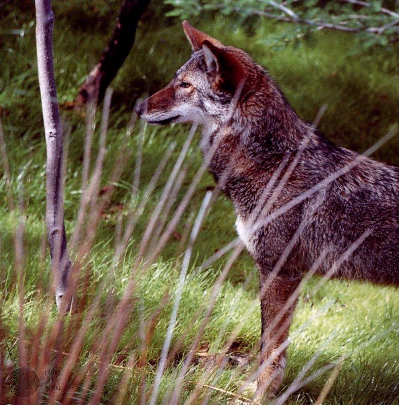 Red Wolf (Canis rufus){!--붉은늑대-->; DISPLAY FULL IMAGE.