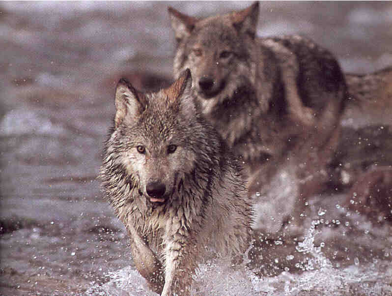 Gray Wolves (Canis lufus) {!--회색늑대-->; DISPLAY FULL IMAGE.