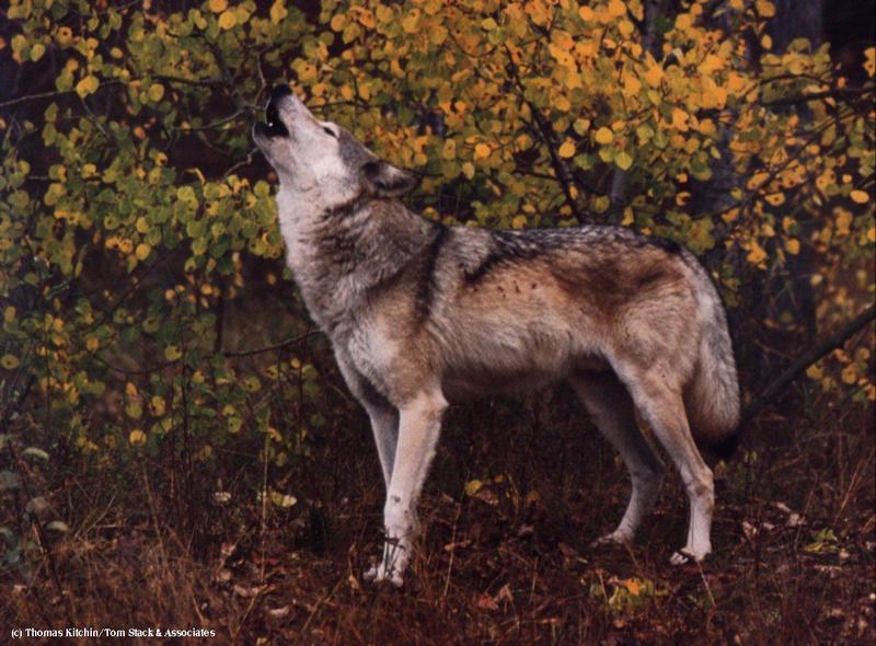Gray Wolf (Canis lufus) {!--회색늑대--> howls; DISPLAY FULL IMAGE.
