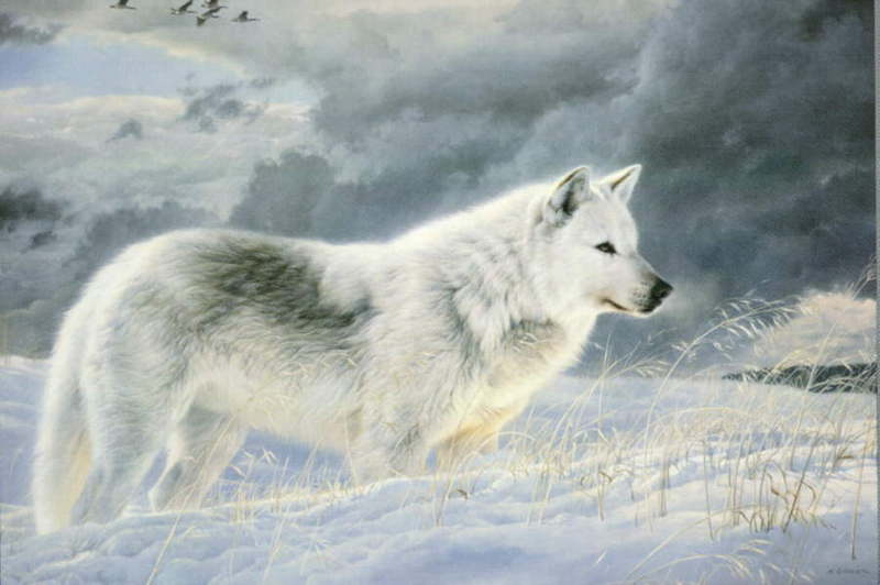 [Animal Art] Arctic Wolf {!--북극늑대-->; DISPLAY FULL IMAGE.