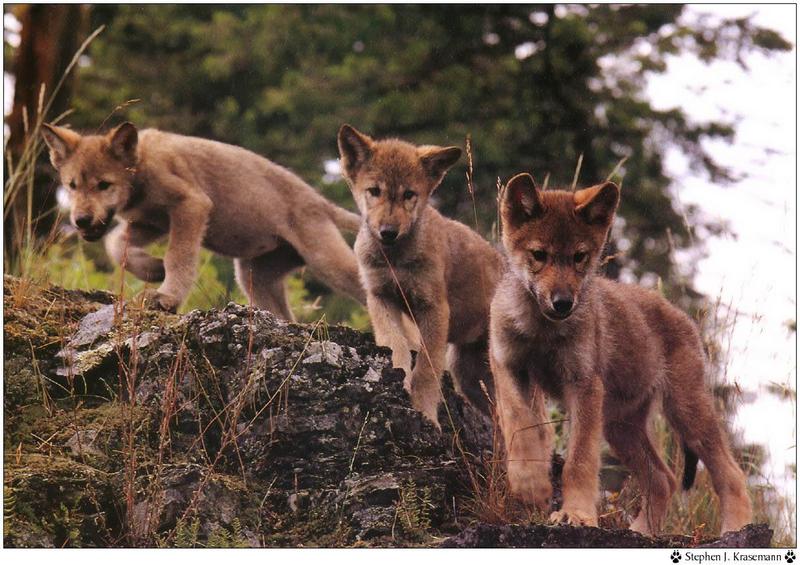 Wolfsong 1996 calendar : Gray Wolf (Canis lufus) {!--회색늑대--> puppies - Stephen J. Krasemann; DISPLAY FULL IMAGE.