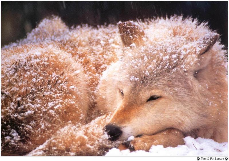 Wolfsong 1996 calendar : Gray Wolf (Canis lufus) {!--회색늑대--> - Tom & Pat Leeson; DISPLAY FULL IMAGE.