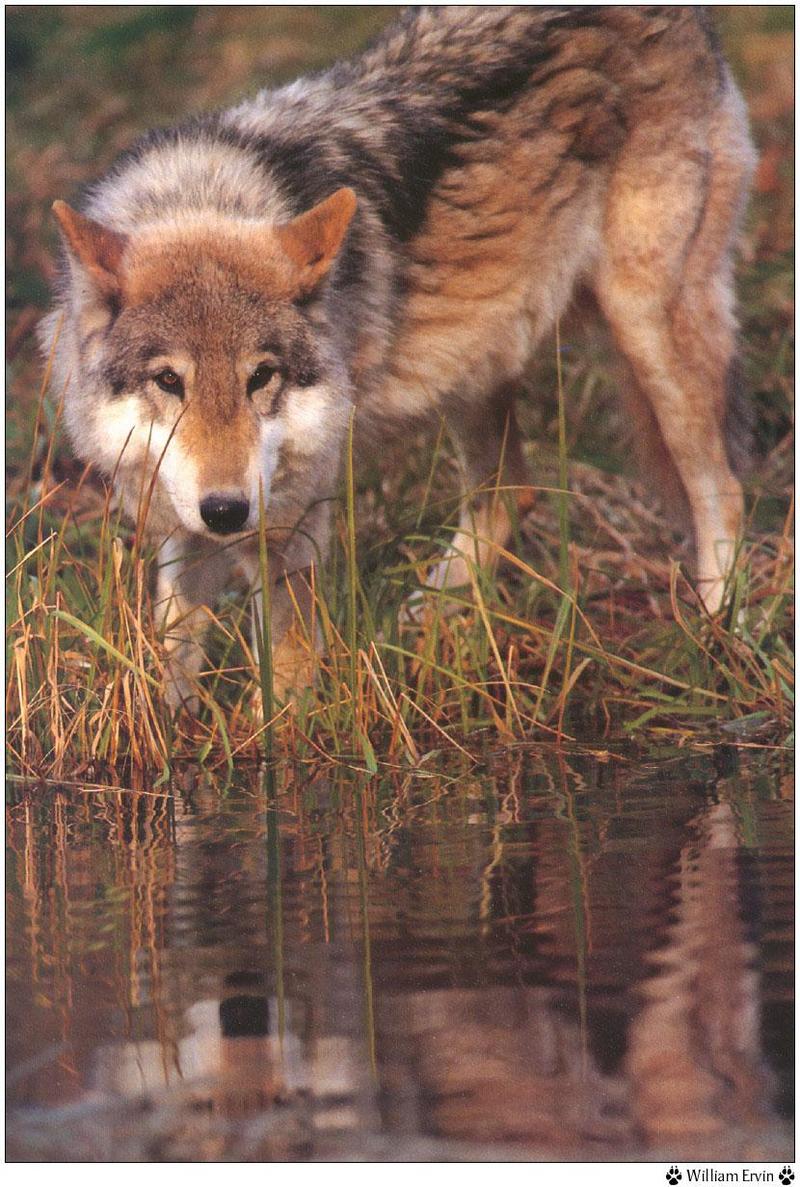 Wolfsong 1996 calendar : Gray Wolf (Canis lufus) {!--회색늑대--> - William Ervin; DISPLAY FULL IMAGE.