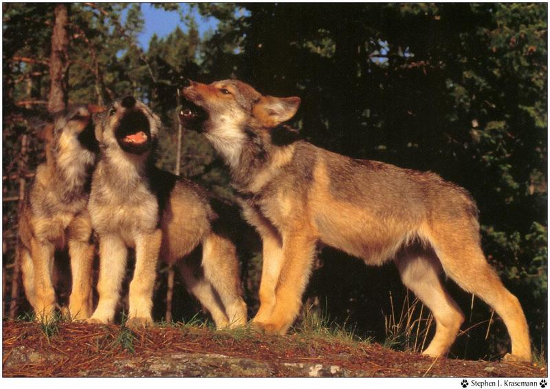Wolfsong 1996 calendar : Gray Wolf (Canis lufus) {!--회색늑대--> howling pups - Stephen J. Krasemann; DISPLAY FULL IMAGE.