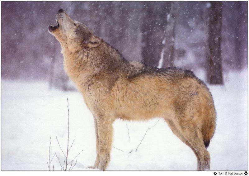 Wolfsong 1996 calendar : Gray Wolf (Canis lufus) {!--회색늑대--> - Tom & Pat Leeson; DISPLAY FULL IMAGE.