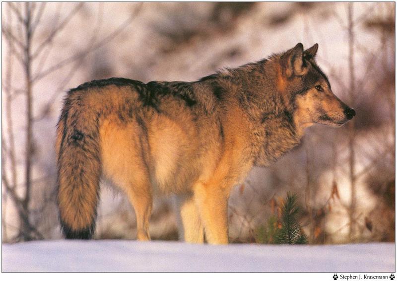 Wolfsong 1996 calendar : Gray Wolf (Canis lufus) {!--회색늑대--> - Stephen J. Krasemann; DISPLAY FULL IMAGE.