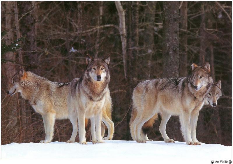 Wolfsong 1996 calendar : Gray Wolf (Canis lufus) {!--회색늑대--> pack - Art Wolfe; DISPLAY FULL IMAGE.