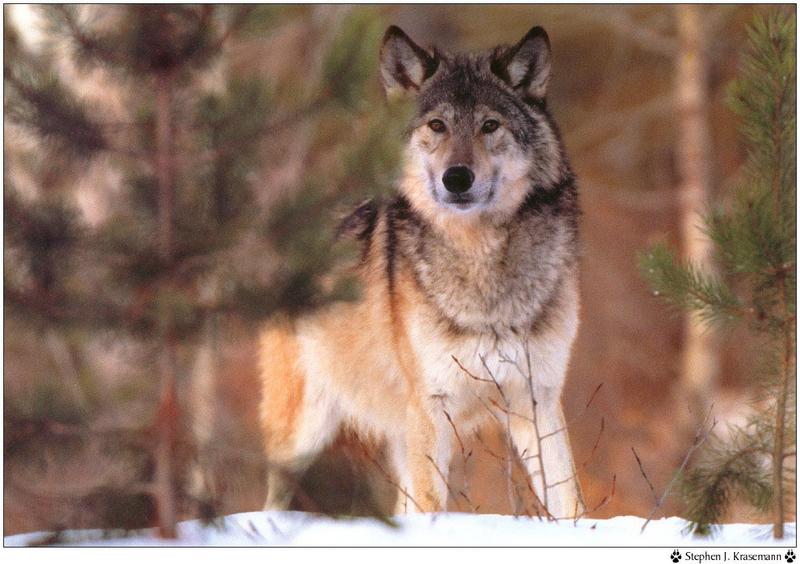 Wolfsong 1996 calendar : Gray Wolf (Canis lufus) {!--회색늑대--> - Stephen J. Krasemann; DISPLAY FULL IMAGE.