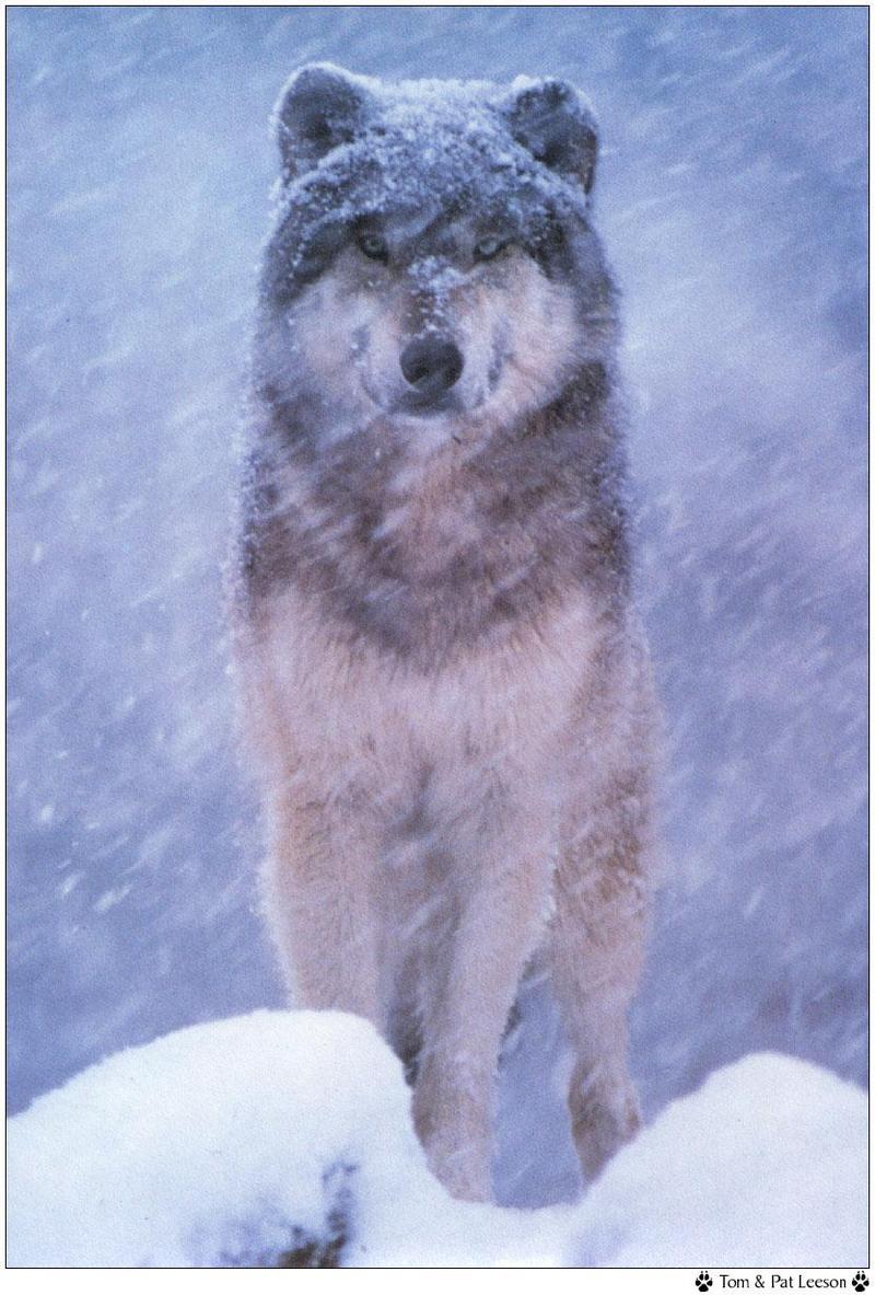 Wolfsong 1996 calendar : Gray Wolf (Canis lufus) {!--회색늑대--> in snow - Tom & Pat Leeson; DISPLAY FULL IMAGE.