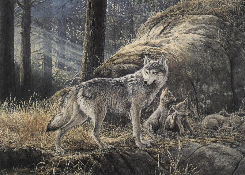 [Animal Art] Gray Wolves (Canis lufus) {!--회색늑대-->; DISPLAY FULL IMAGE.