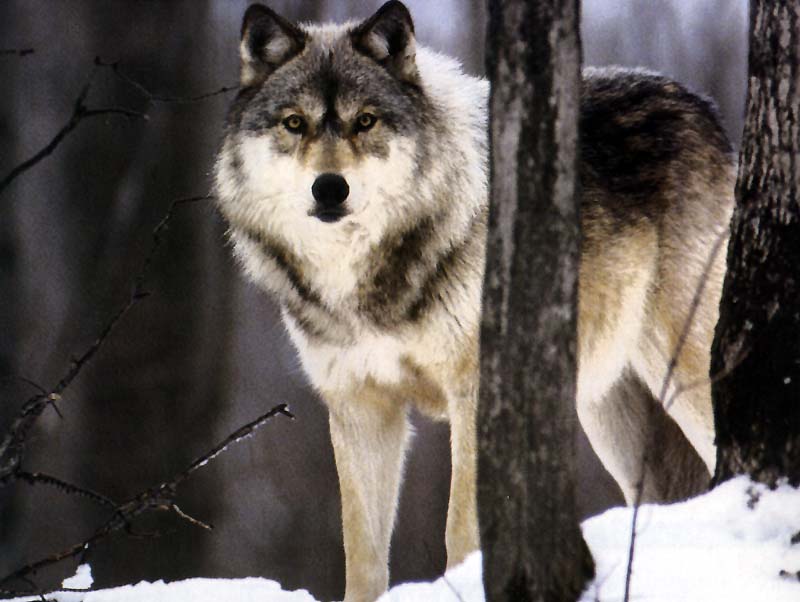 Gray Wolf (Canis lufus) {!--회색늑대-->; DISPLAY FULL IMAGE.