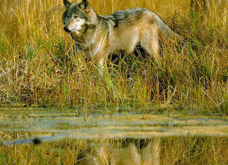 Gray Wolf (Canis lufus) {!--회색늑대-->; DISPLAY FULL IMAGE.