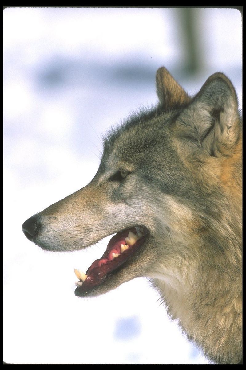 Gray Wolf (Canis lufus) {!--회색늑대--> : face; DISPLAY FULL IMAGE.