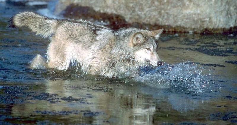Gray Wolf (Canis lufus) {!--회색늑대--> in river; DISPLAY FULL IMAGE.