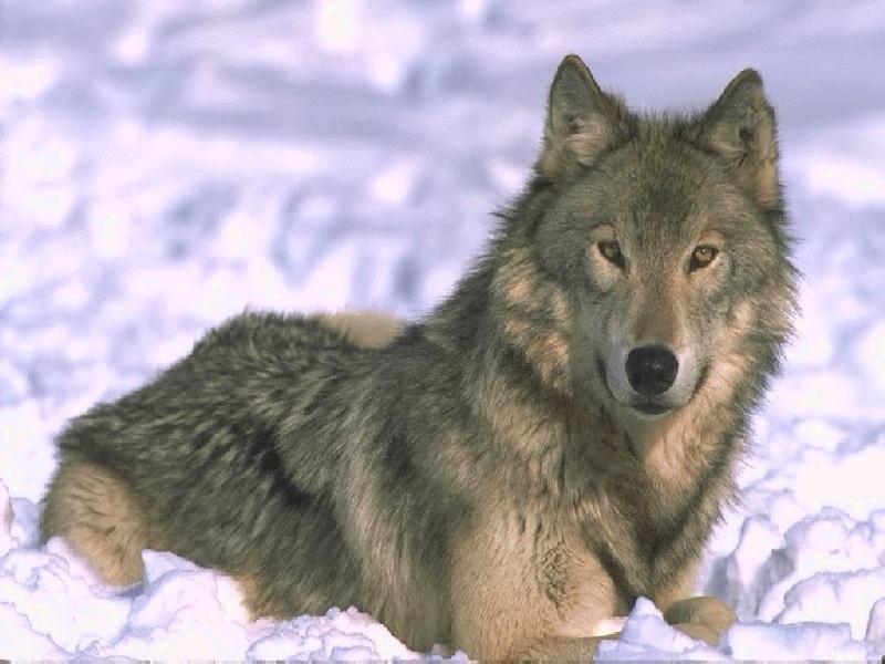 Gray Wolf (Canis lufus) {!--회색늑대--> on snow; DISPLAY FULL IMAGE.