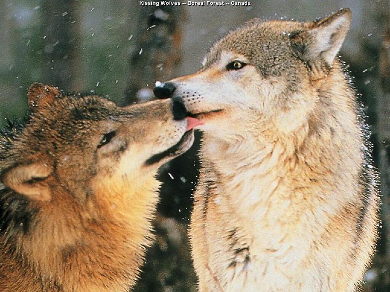 Gray Wolves (Canis lufus) {!--회색늑대-->; DISPLAY FULL IMAGE.