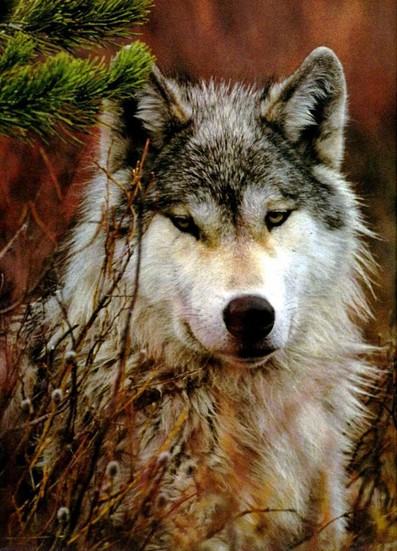 Gray Wolf (Canis lufus) {!--회색늑대--> : face; DISPLAY FULL IMAGE.