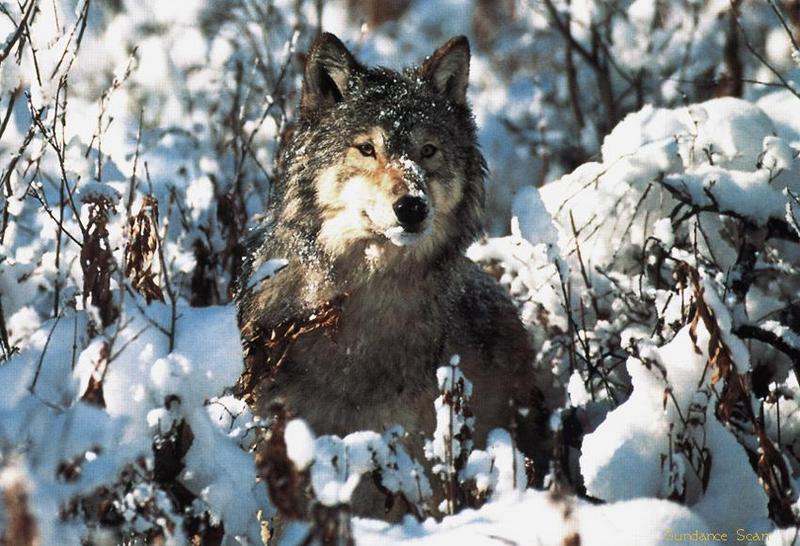 Gray Wolf (Canis lufus) {!--회색늑대--> in snow; DISPLAY FULL IMAGE.