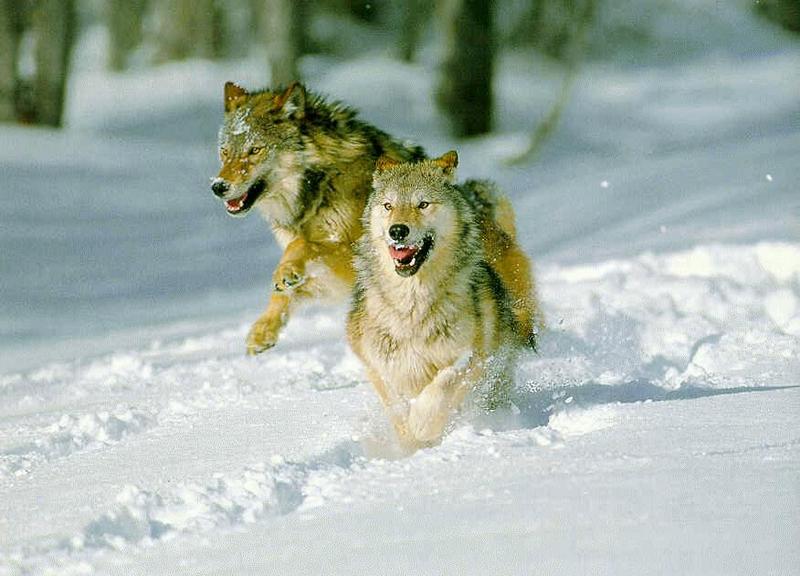 Gray Wolves (Canis lufus) {!--회색늑대--> run on snow; DISPLAY FULL IMAGE.