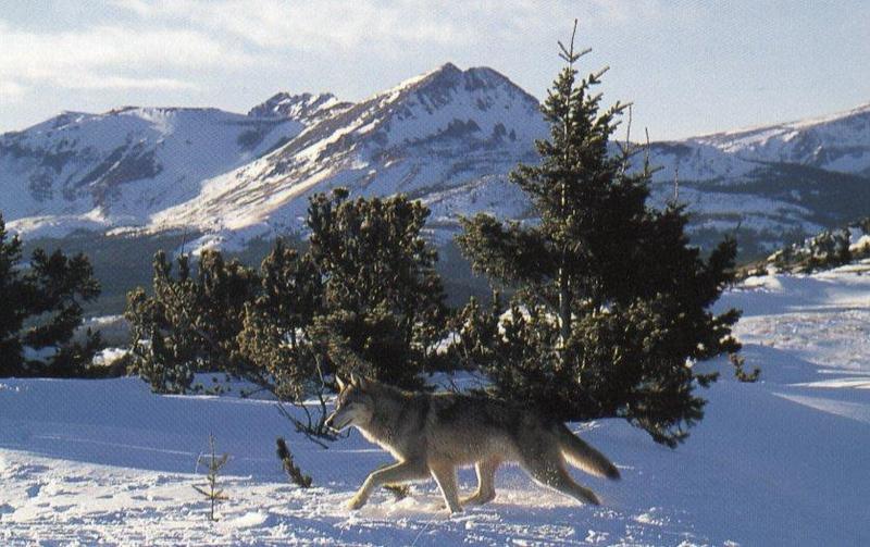 Gray Wolf (Canis lufus) {!--회색늑대--> on snow; DISPLAY FULL IMAGE.