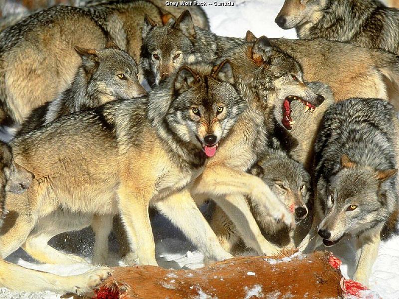 Gray Wolf (Canis lufus) {!--회색늑대--> pack feeding; DISPLAY FULL IMAGE.