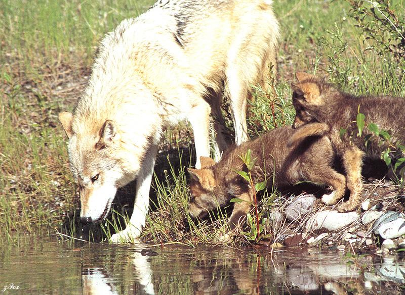 Yellowstone: Gray Wolf (Canis lufus) {!--회색늑대--> - mom and pups; DISPLAY FULL IMAGE.