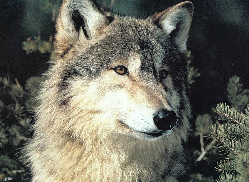 Yellowstone: Gray Wolf (Canis lufus) {!--회색늑대--> closeup; DISPLAY FULL IMAGE.