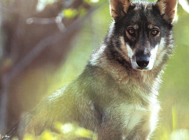 Yellowstone: Gray Wolf (Canis lufus) {!--회색늑대-->; DISPLAY FULL IMAGE.