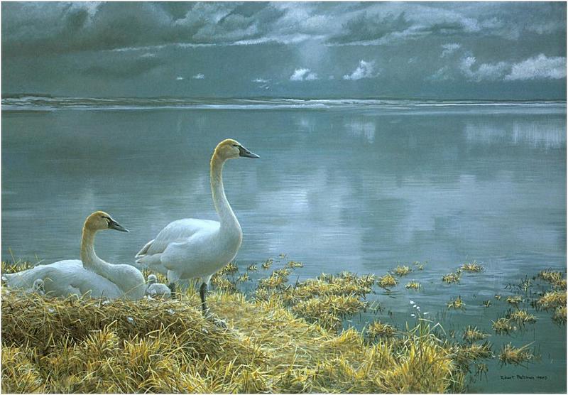[Animal Art] Tundra Swan (Cygnus columbianus) {!--고니--> pair; DISPLAY FULL IMAGE.