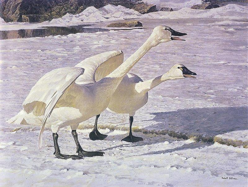 [Animal Art] Tundra Swan (Cygnus columbianus) {!--고니-->: Robert Bateman - Courting Swans; DISPLAY FULL IMAGE.