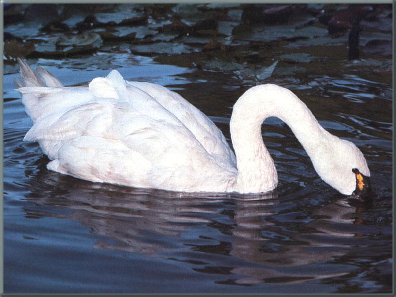 Tundra Swan (Cygnus columbianus) {!--고니-->; DISPLAY FULL IMAGE.