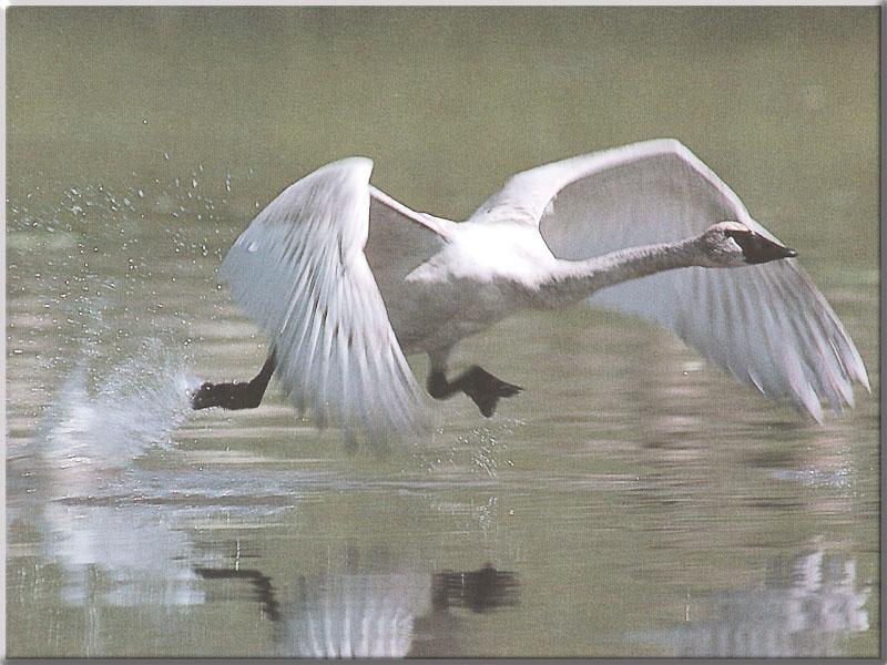 Tundra Swan (Cygnus columbianus) {!--고니--> takes off; DISPLAY FULL IMAGE.