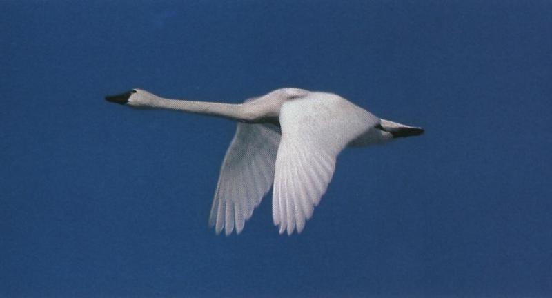 Tundra Swan (Cygnus columbianus) {!--미국고니-->; DISPLAY FULL IMAGE.